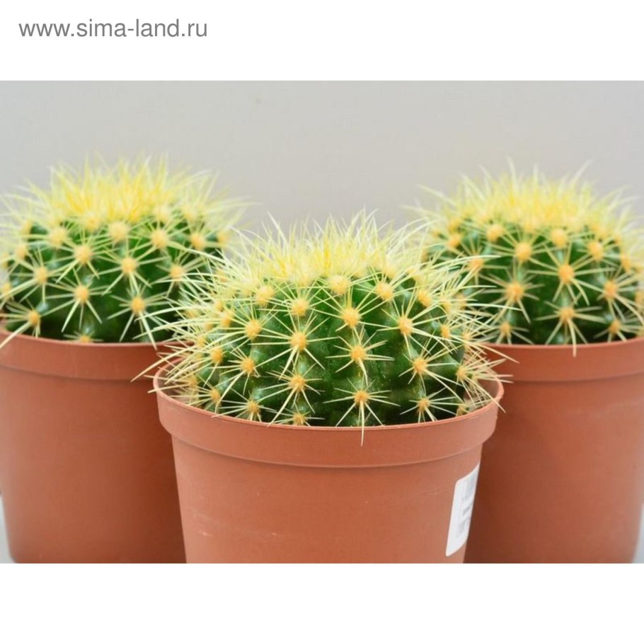 Кактус Эхинокактус грузони