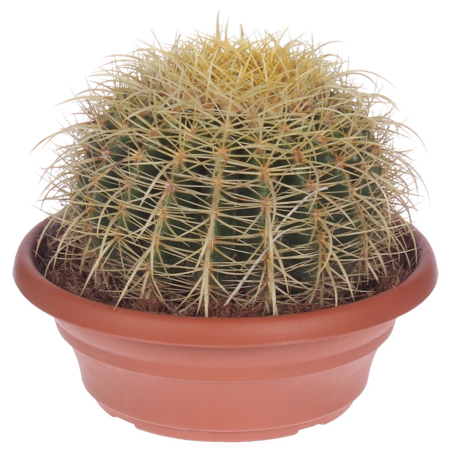 Эхинокактус платиакантус