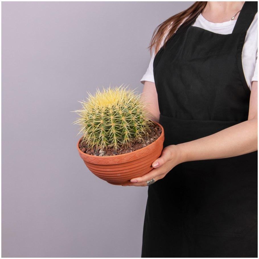 Echinocactus grusonii