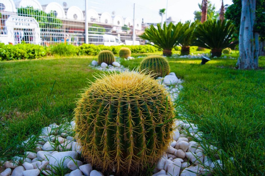 Грузони (Echinocactus grusonii)