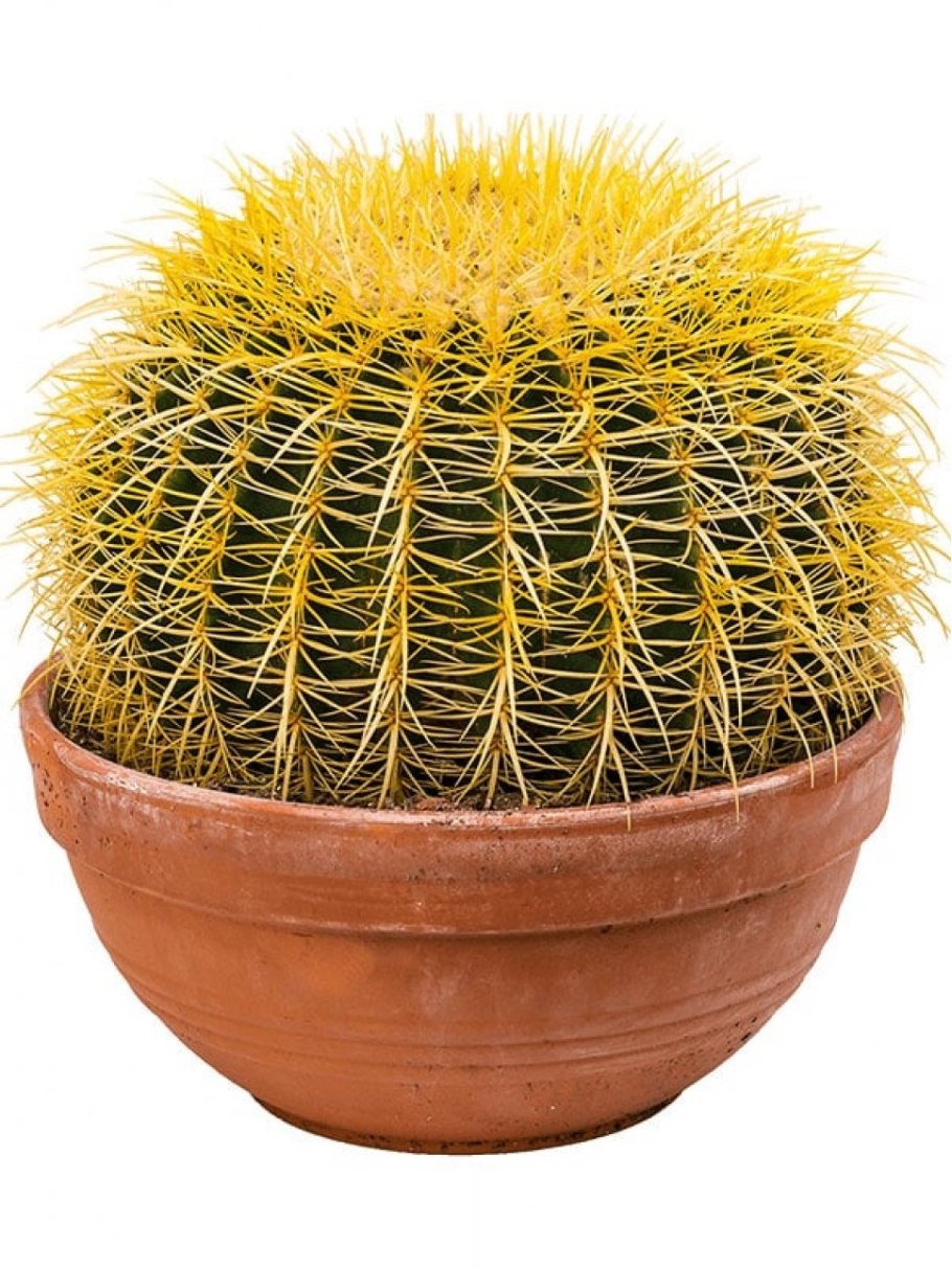 Эхинокактус грузони Рейнбоу