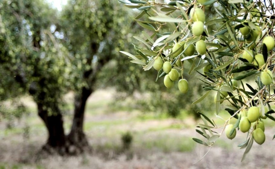 Олива европейская