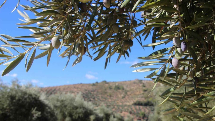 Куприн оливковые деревья. Ментона