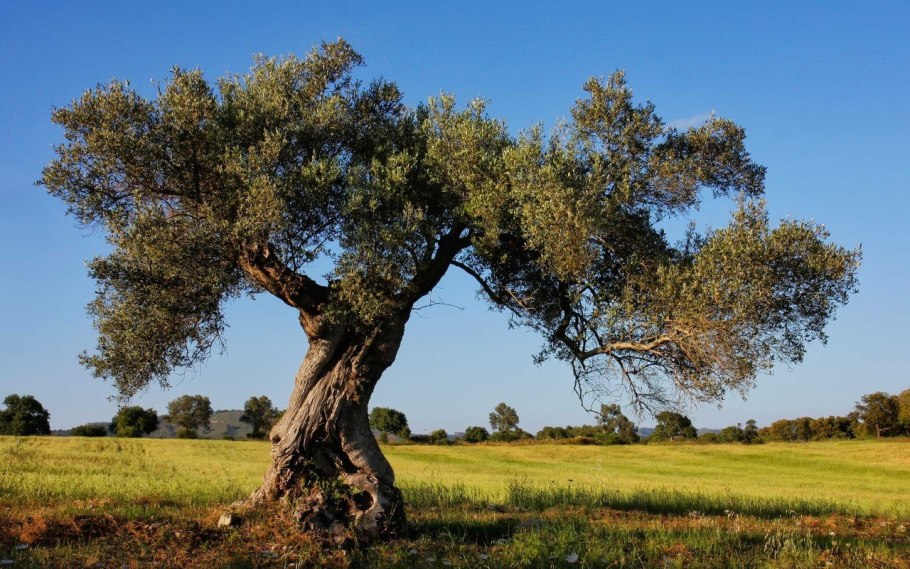 Мексика оливковые деревья