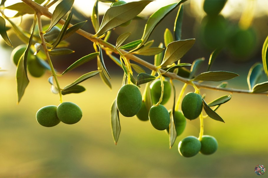 Оливковое дерево (олива европейская)