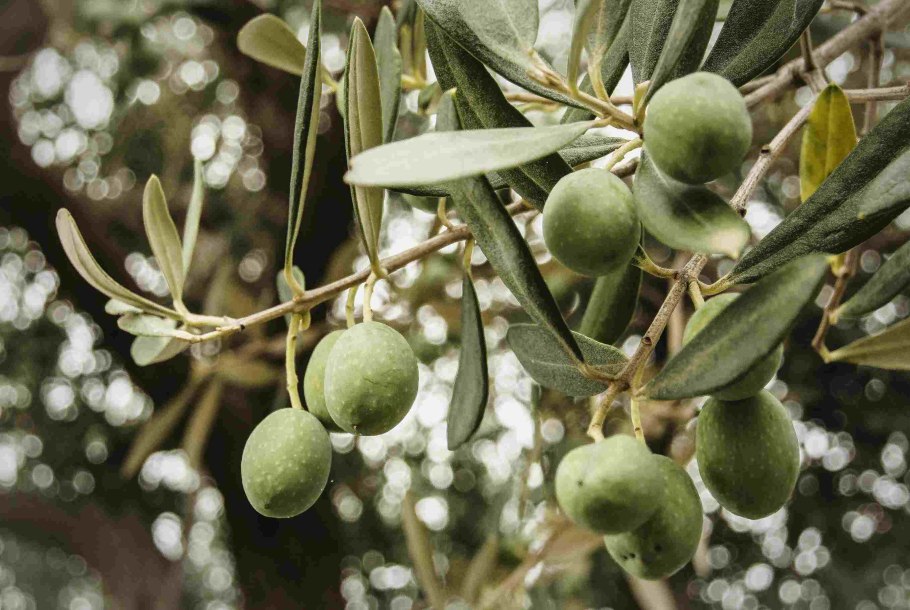 Олива европейская