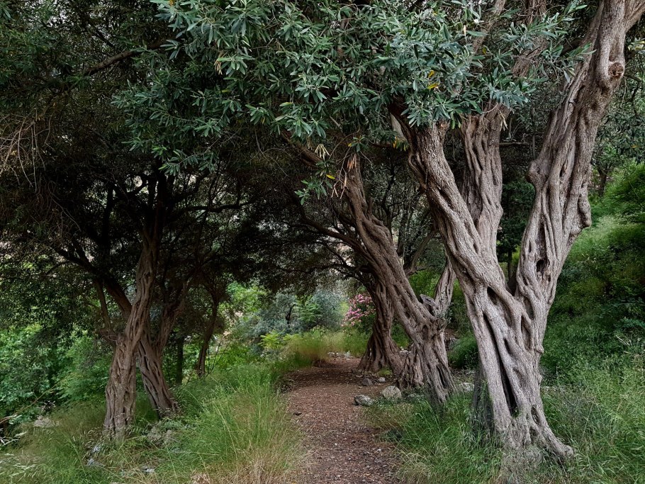 Дикая олива Эфиопия