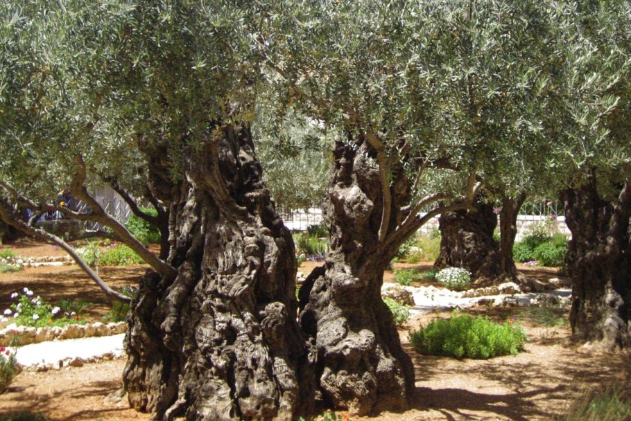 Маслина европейская