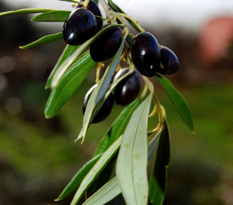 Маслина европейская - Olea europaea