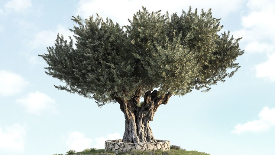 Оливковое дерево (d-19, н-80)