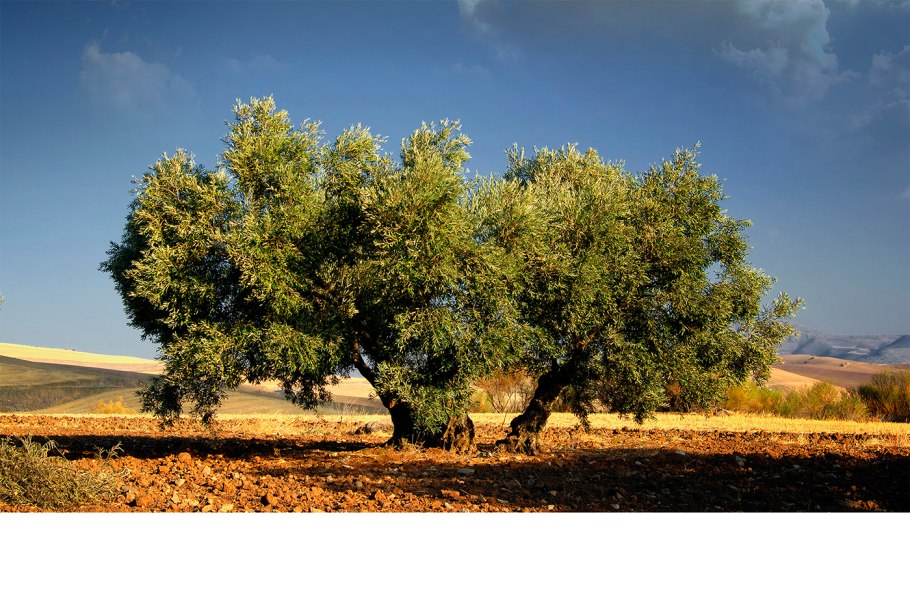 Олива лавролистная