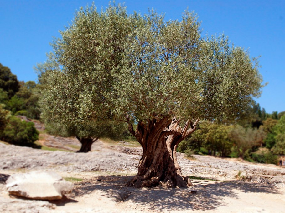 Маслина европейская дерево