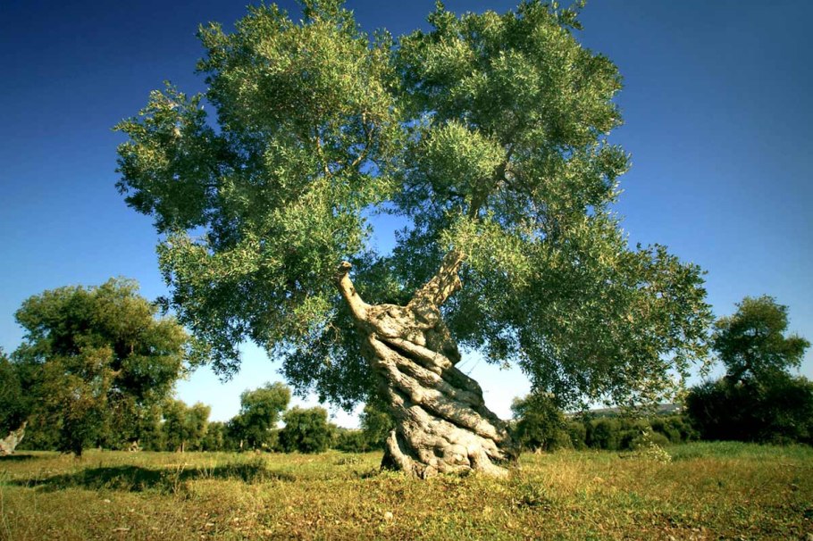 Олива европейская дерево