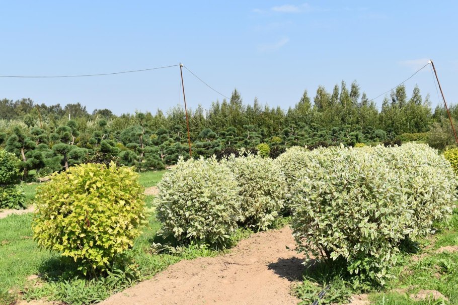 Дерен белый Ауреа