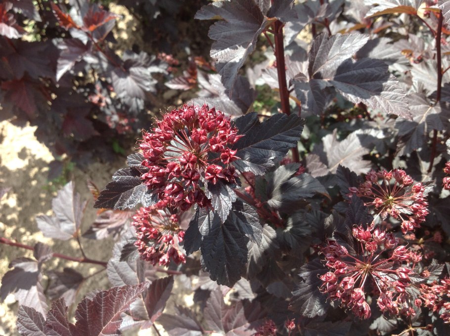 Лещина обыкновенная Пурпуреа