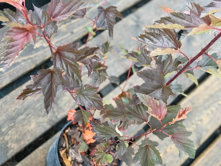 Пузыреплодник Андре