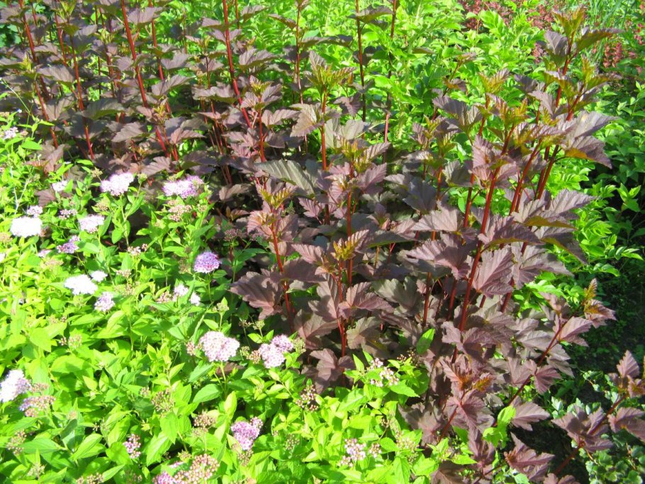 Клумба гортензия, пузыреплодник, Барбарис