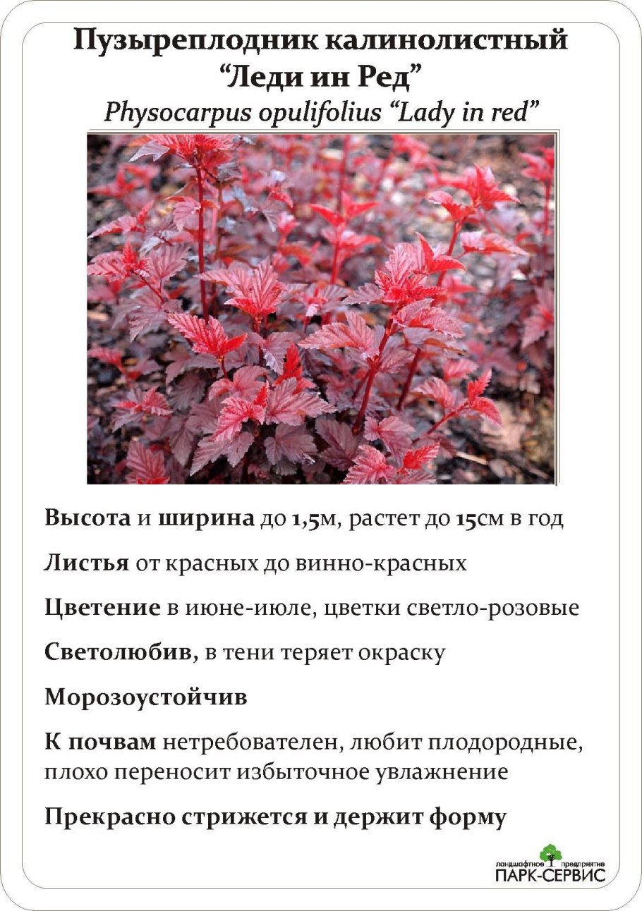 Дерен белый Шпета