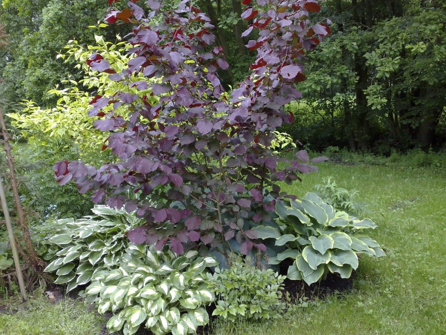 Калина краснолистная