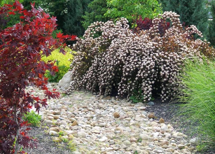 Пузыреплодник Литтл Энджел