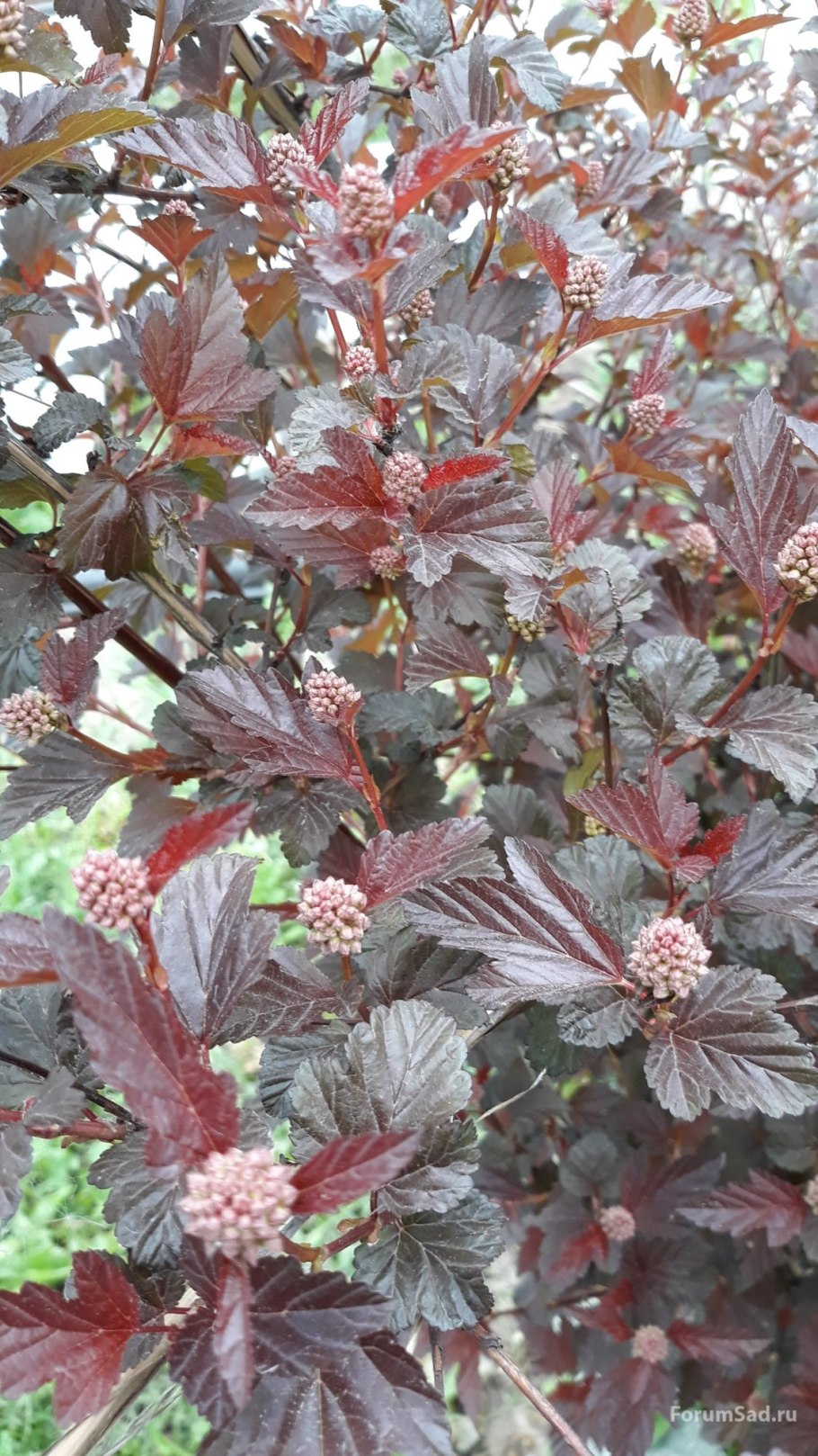 Пузыреплодник Арлекин