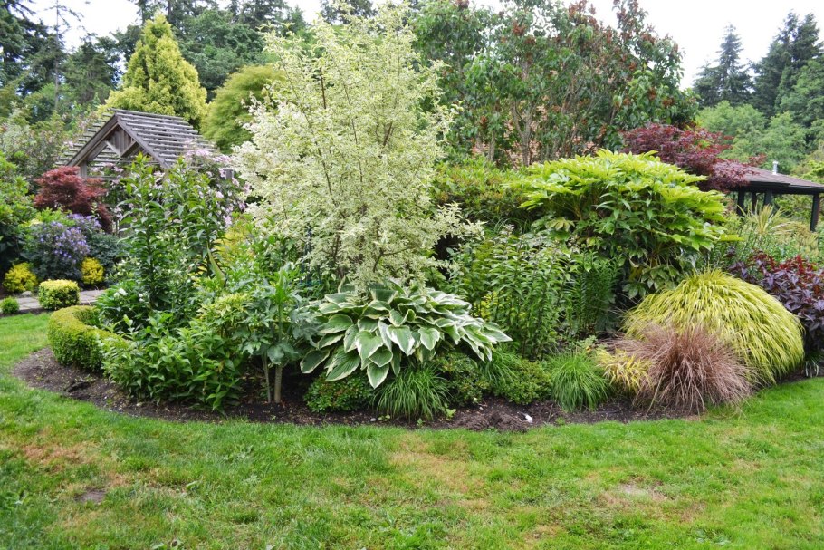 Дерн белокаймовый