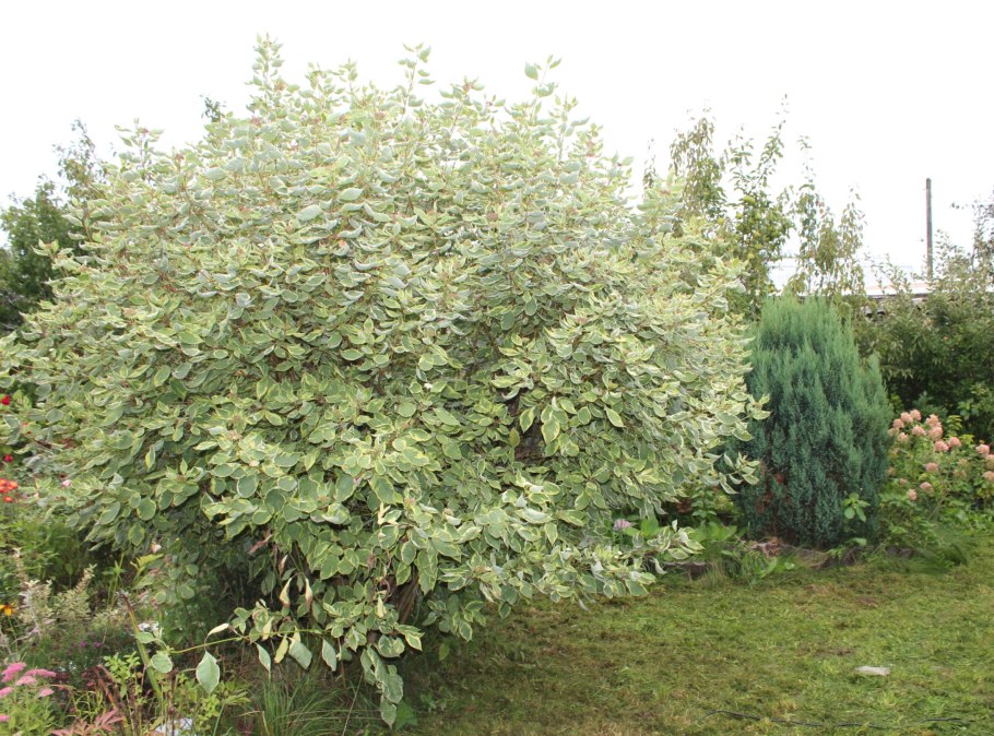 Пузыреплодник дерен береза