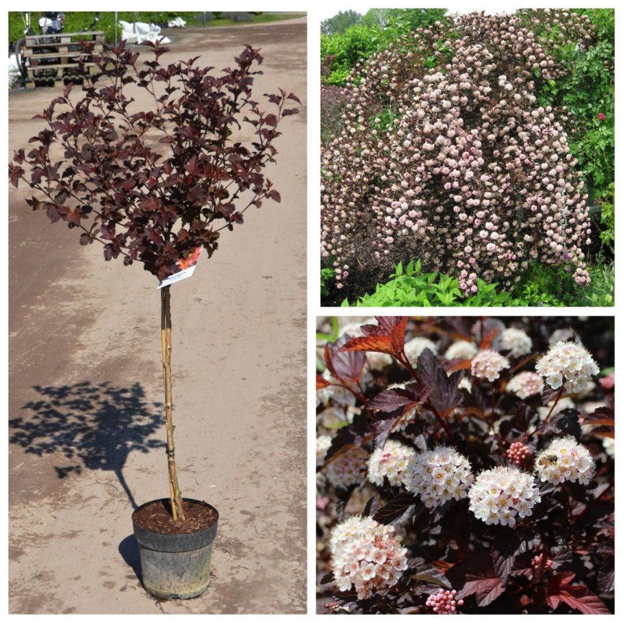 Дерен Ауреа Элегантиссима