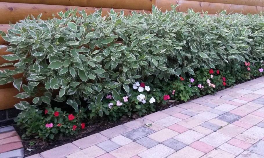 Дерен Живая изгородь