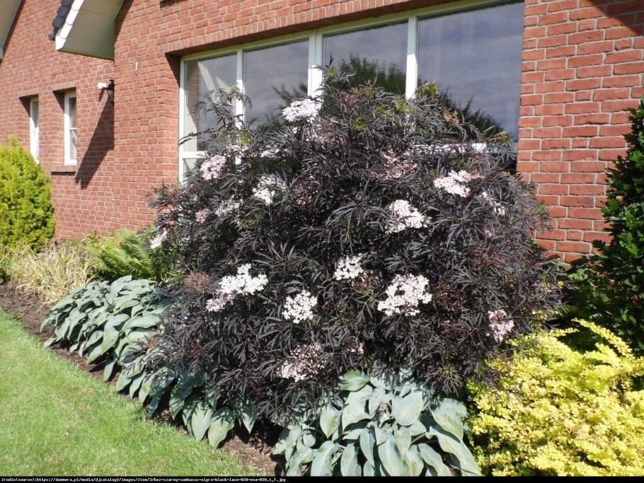 Дерен/ гортензия и спирея