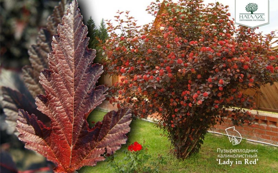 Пузыреплодник калинолистный nanus