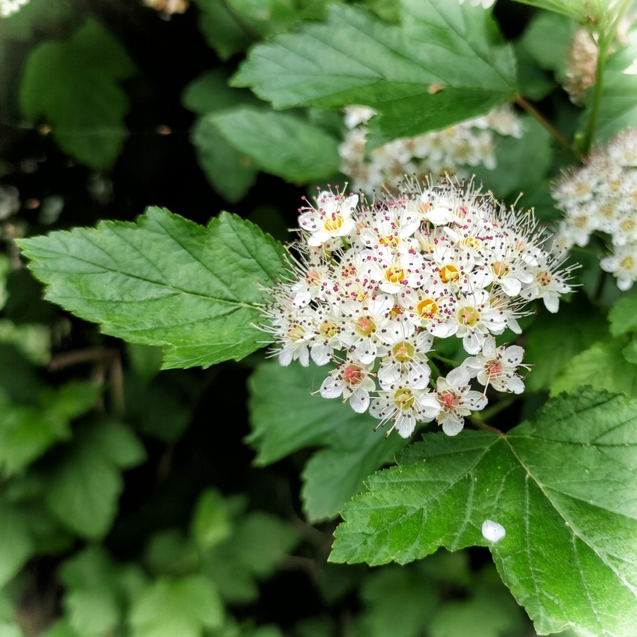 Дерен вечнозеленый