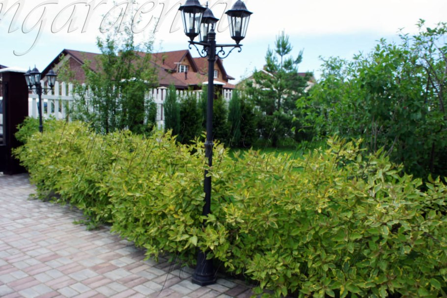 Дерен Ауреа