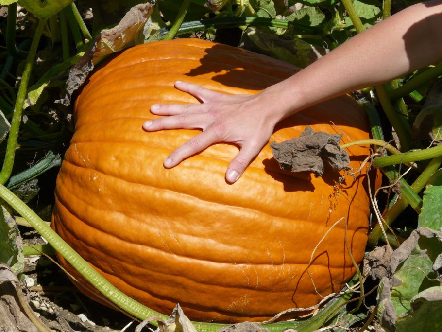 Тыква Cucurbita maxima