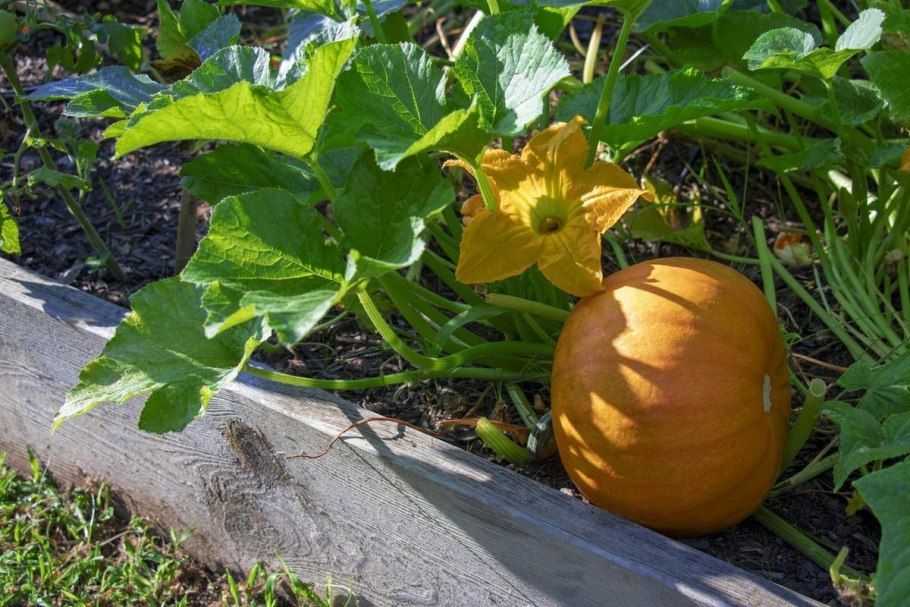 Bush Pumpkin
