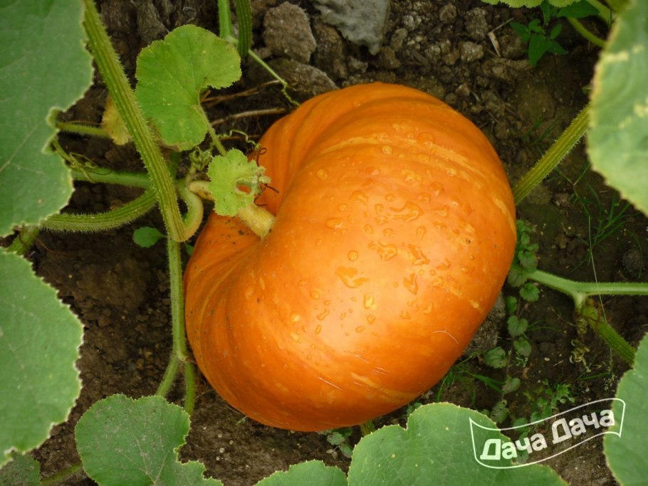 Тыква кустовая оранжевая (2г)