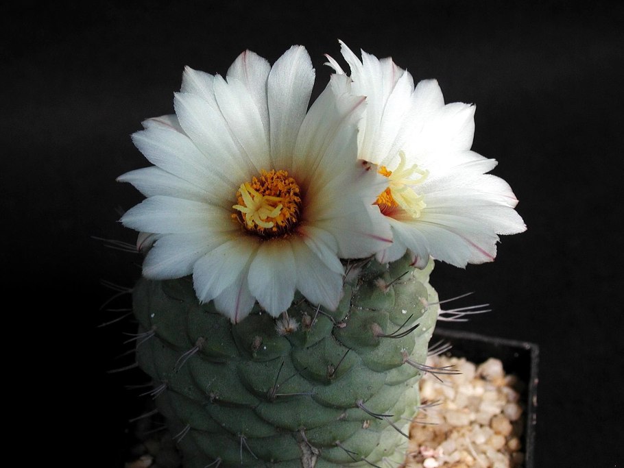 Echinopsis chionantha