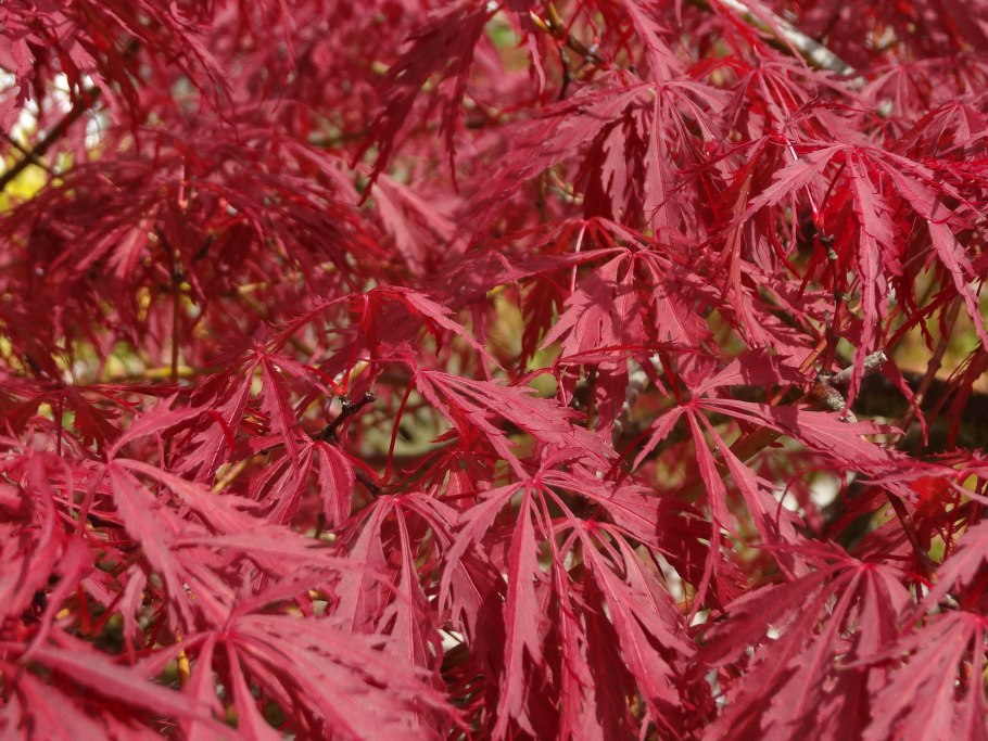 Клен краснолистный