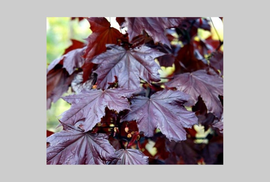 Acer shirasawanum 'Moonrise'