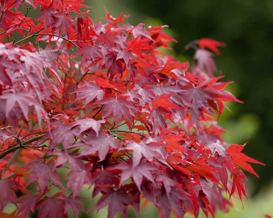 Acer palmatum Osakazuki