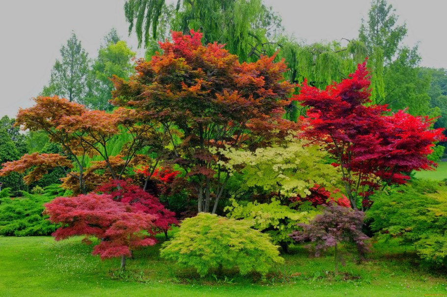 Acer palmatum