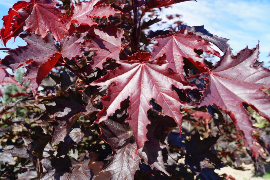 Клен Acer palmatum Atropurpureum