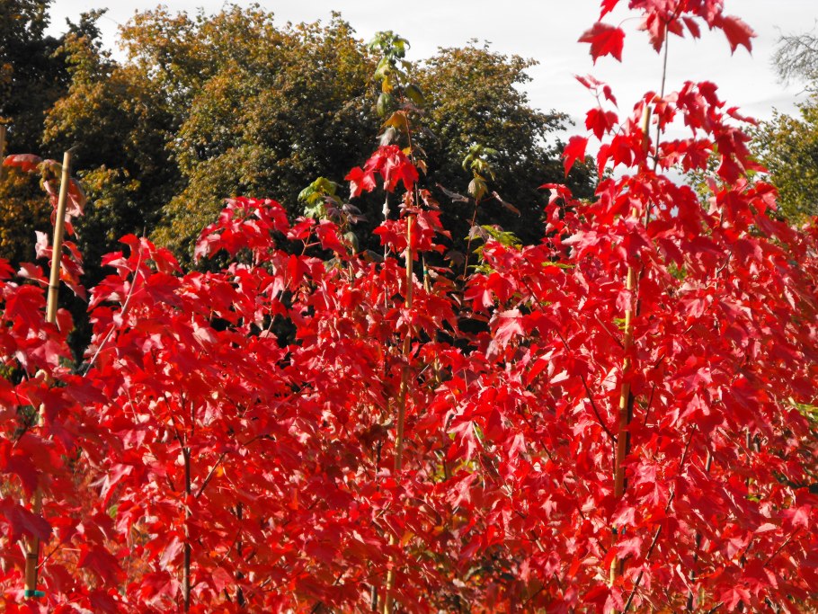 Клен австралийский Глобозум