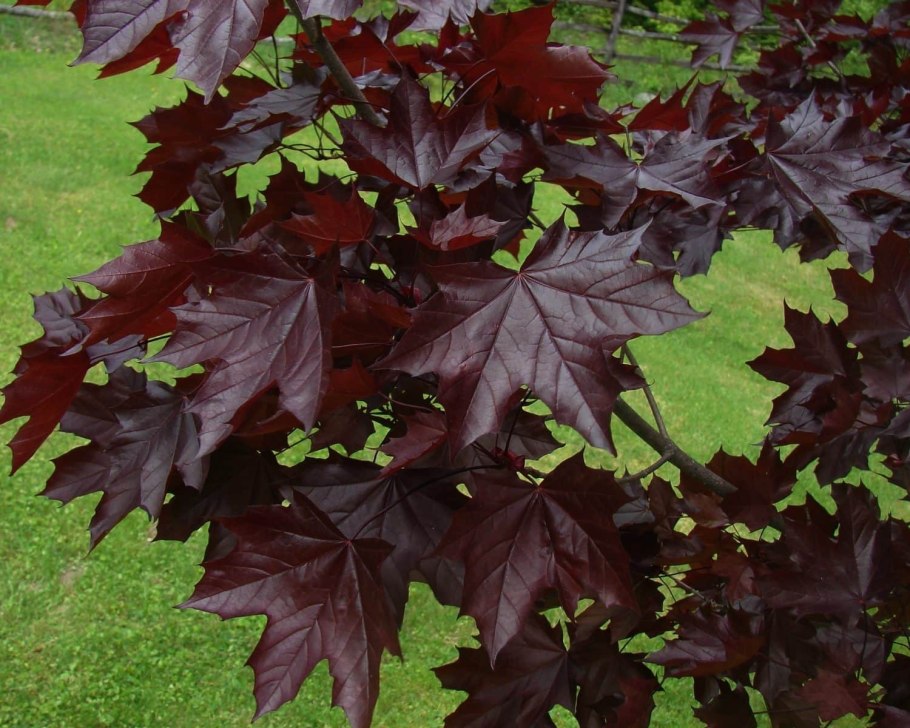 Клен остролистный globosum