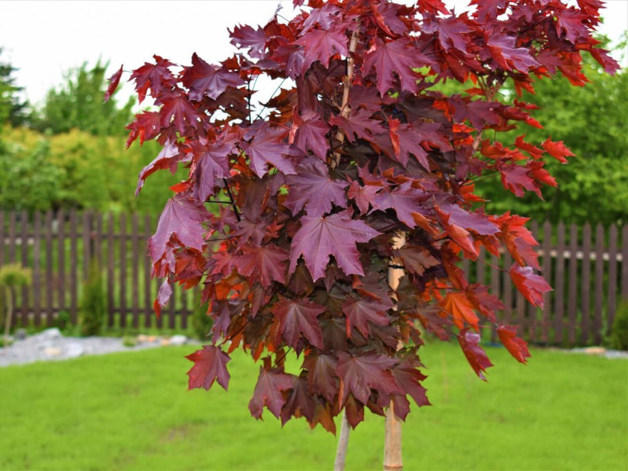 Клён ложнозибольдов