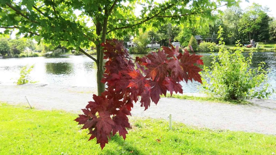 Клен японский кустовой красный