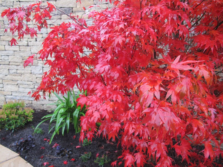 Клен шаровидный Глобозум