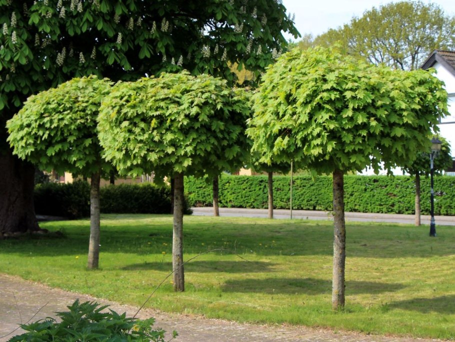 Acer palmatum Osakazuki