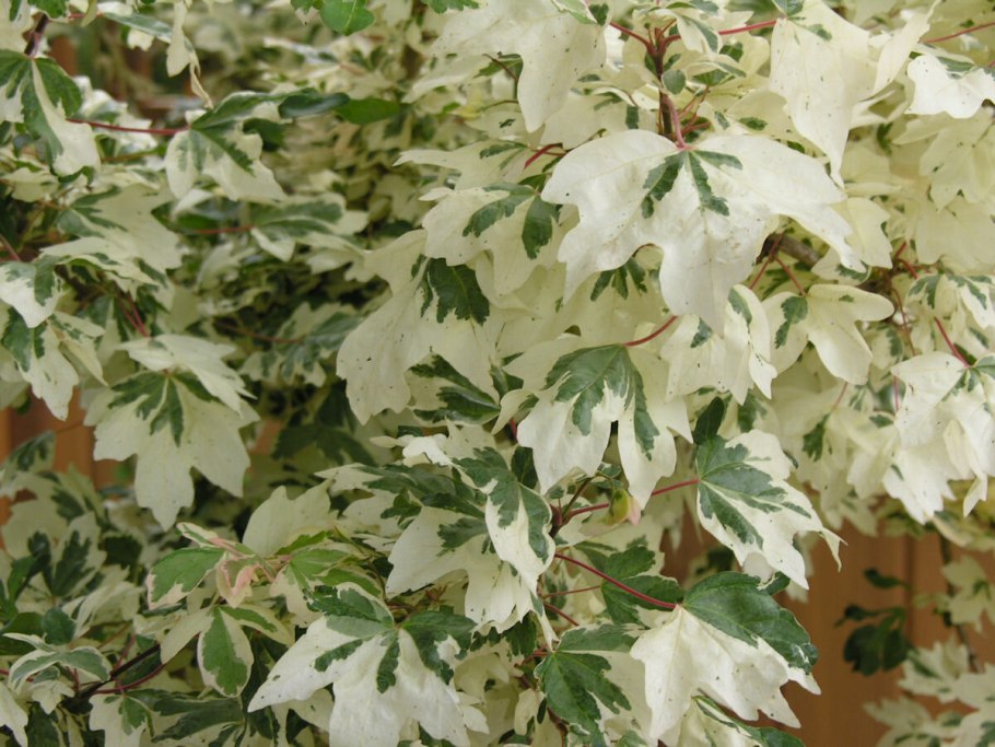 Клен Гиннала на штамбе