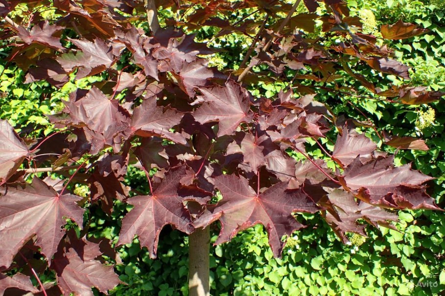 Клен ложнозибольдов Гиннала